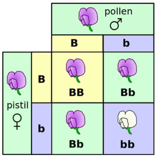 Tabel Percobaan Gregor Mendel