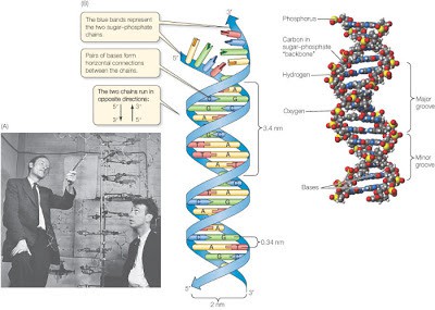 Biografi James Watson - Penemu DNA (Dioxyribo Nucleic Acid)