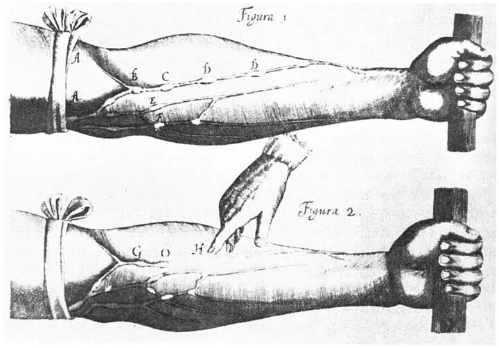Ilustrasi anatomi vena dari De motu cordis 1628